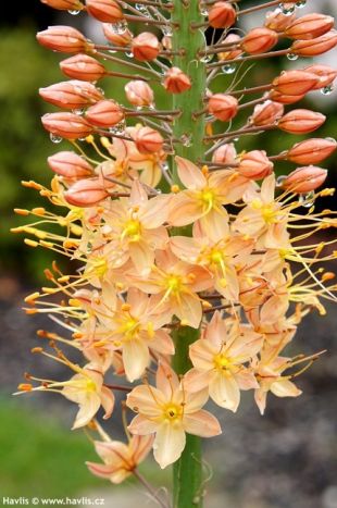 Eremurus x isabellinus 'Cleopatra' - liliochvostec Eremurus x isabellinus 'Cleopatra' - liliochvostec