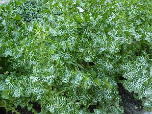 Bylinky na trávení: Silybum marianum - ostropestřec mariánský 