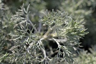 Artemisia alba 'Canescens' - pelyněk