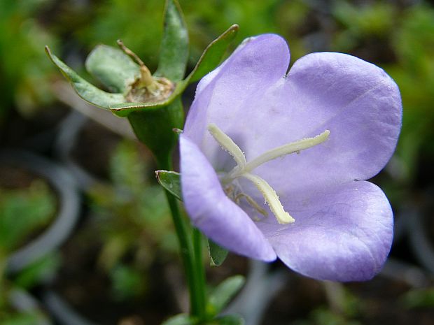 Campanula persicifolia 'Coerulea' - zvonek broskvolistý Campanula persicifolia 'Coerulea' - zvonek broskvolistý