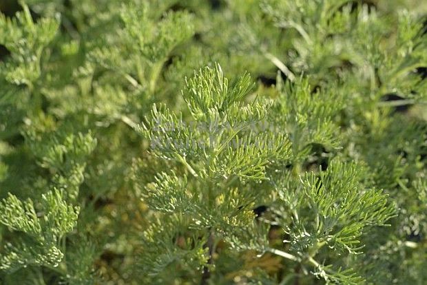 Artemisia abrotanum var. maritima Coca Cola - pelyněk