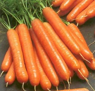Daucus carota - mrkev obecná Daucus carota - mrkev obecná