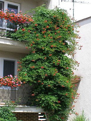 Campsis radicans - trubač kořenující Campsis radicans - trubač kořenující