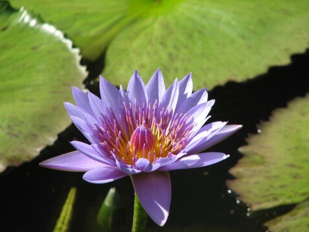 Nymphaea caerulea - leknín modrý