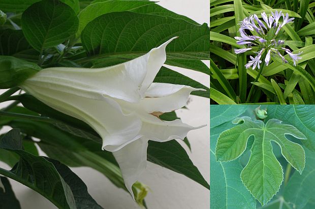 Přenosné rostliny: Datura, Agapanthus, Ficus carica .. mohou přezimovat ve tmě