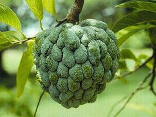 Annona squamosa - anona šupinatá