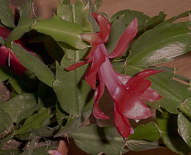 Schlumbergera truncata - vianočný kaktus