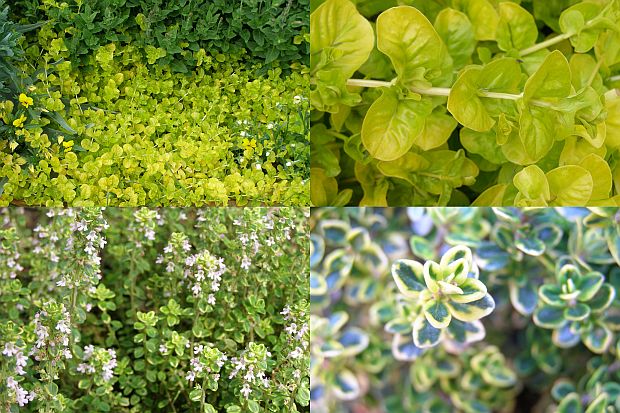 Rostliny se žlutými listy - vrbina penízková, mateřídouška citronová Rostliny se žlutými listy - vrbina penízková, mateřídouška citronová