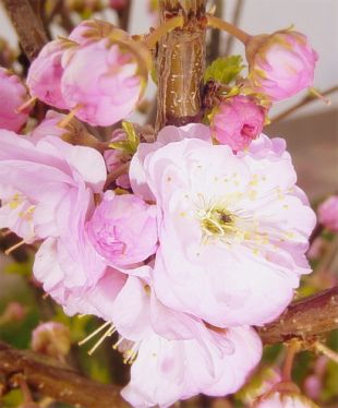 Prunus serrulata - sakura