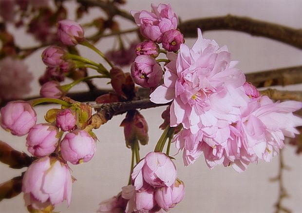 Prunus serrulata - sakura