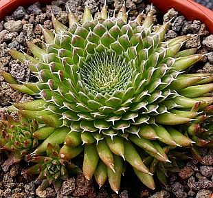 Orostachys thyrsiflora