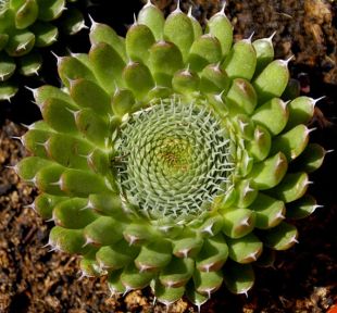 Orostachys thyrsiflora