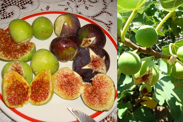 Ficus carica - fíky