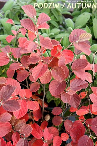 Fothergilla major - fotergila, kuska