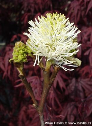 Fothergilla major - fotergila, kuska