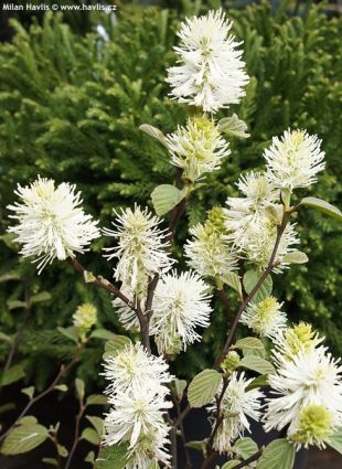 Fothergilla major - fotergila, kuska
