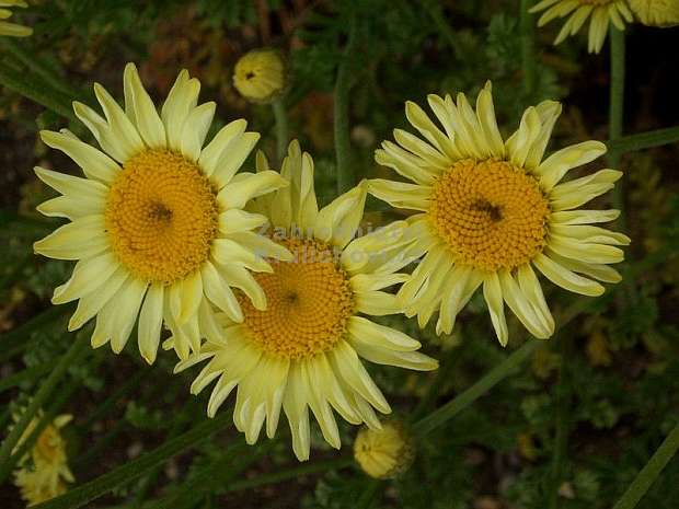 Anthemis tinctoria 'Wargrave Variety' - rmen barvířský