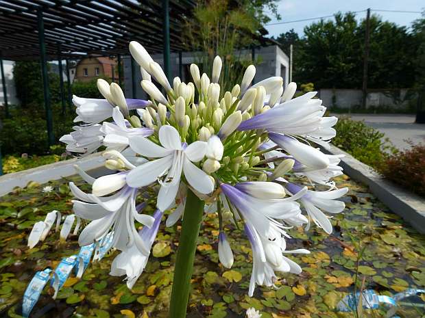 Agapanthus orientalis 'Queen Mum' - kalokvět východní Agapanthus orientalis 'Queen Mum' - kalokvět východní