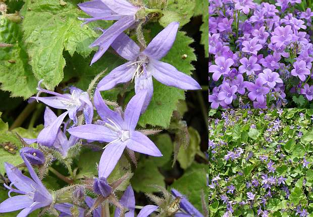 Campanula portenschlagiana - zvonek dalmatský Campanula portenschlagiana - zvonek dalmatský