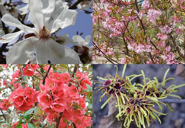 Okrasné keře - magnolia, kalina, kdoulovec, vilín