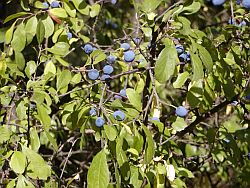 Prunus spinosa