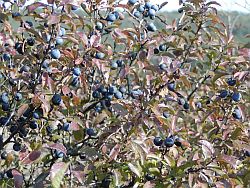 Prunus spinosa