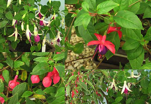 Fuchsie