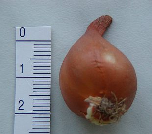 Encyklopedie zahradničení - významový slovník A-C: cibule