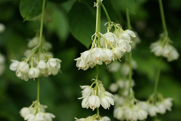 Staphylea pinnata - klokoč zpeřený (PROVOBIS)