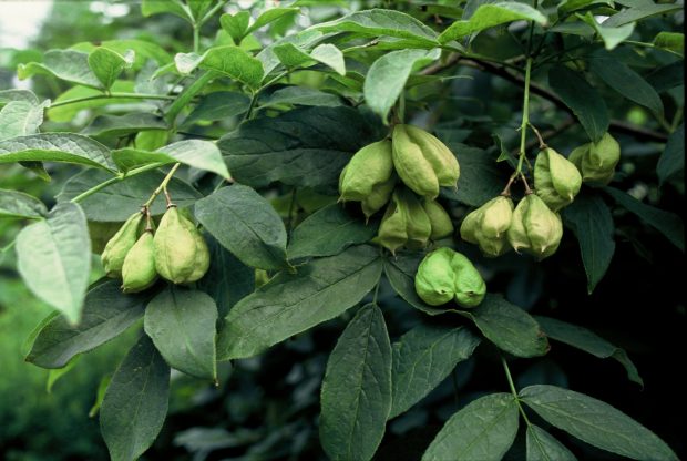 Staphylea pinnata - klokoč zpeřený (PROVOBIS)
