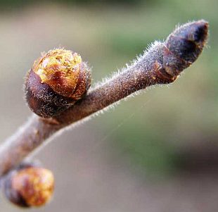 Encyklopedie zahradničení - významový slovník P-R: pupen jilmu