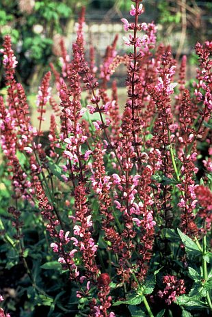Salvia nemorosa 'Rose Queen' - šalvěj hajní (PROVOBIS)
