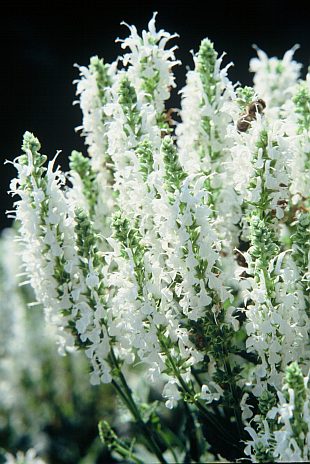 Salvia nemorosa 'Scheneehuegel' - šalvěj hajní (PROVOBIS)