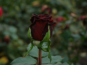 Rosa Deep Secret