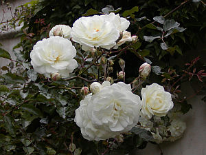 Rosa Ave Maria (Böhm, 1933) Rosa Ave Maria (Böhm, 1933)