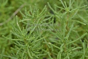 Santolina rosmarinifolia - svatolina rozmarýnolistá