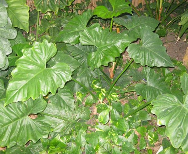 Zantedeschia aethiopica - kornoutovka habešská