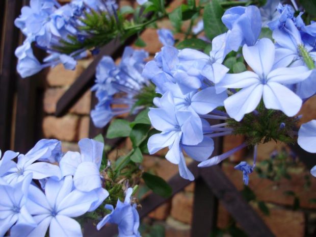 Přenosné rostliny: Plumbago