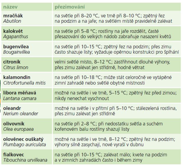 Přenosné rostliny: Podmínky pro přezimování nádobových rostlin