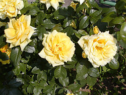 Rosa Friesia