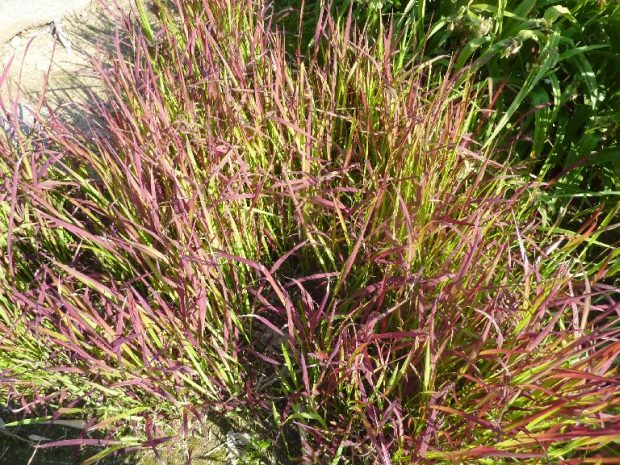 Barevné trávy: Imperata cylindrica 'Red Baron'