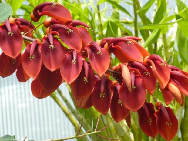 Přenosné rostliny: Erythrina - zarděnice