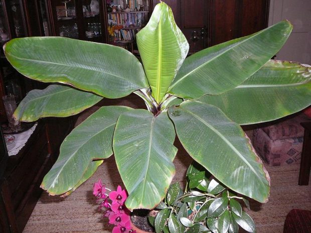 Přenosné rostliny: Musa - banánovník