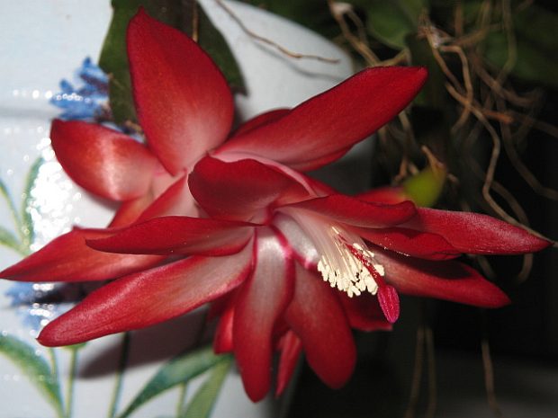 Schlumbergera - vánoční kaktus