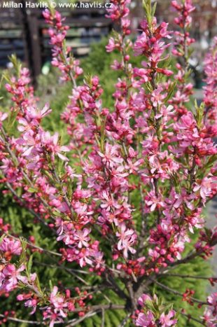 Prunus tenella 'Fire hill' - mandloň nízká