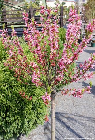 Prunus tenella 'Fire hill' - mandloň nízká
