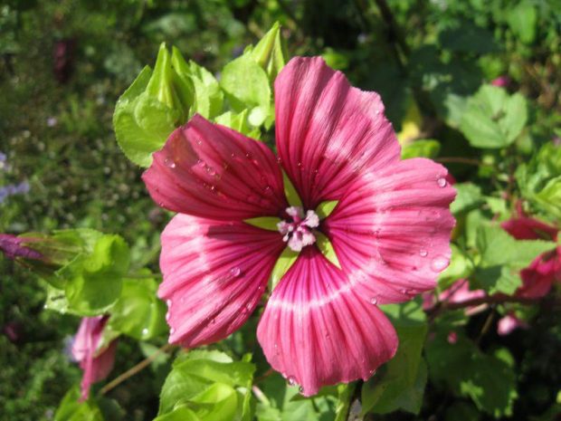 Slézy: Malope trifida - slézovka trojklanná Slézy: Malope trifida - slézovka trojklanná