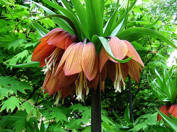 Fritillaria imperialis - řebčík královský Fritillaria imperialis - řebčík královský