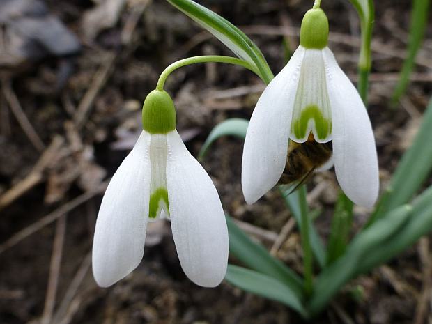 Galanthus nivalis – snežienka jarná