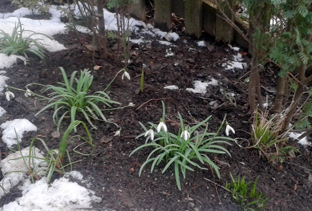 Galanthus nivalis – snežienka jarná, február 2015 (MONIKAOFF)